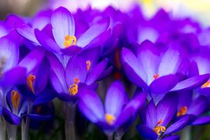 Fototapeta kvetoucí fialový šafrán