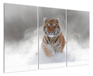 Obraz běžícího tygra (120x80cm)