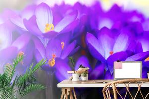 Fototapeta kvetoucí fialový šafrán