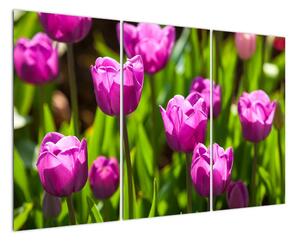 Obraz kvetoucích tulipánů (120x80cm)