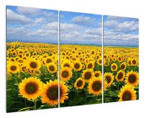 Obraz - slunečnice (120x80cm)