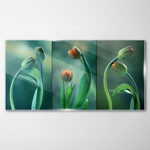 Obraz na skle Obraz na skle Květiny rostlin tulipány