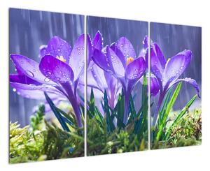 Obraz květů při dešti (120x80cm)