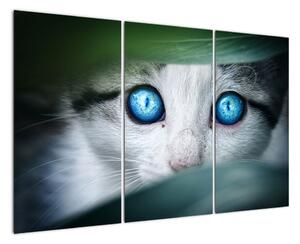 Obraz kočky, zářivé oči (120x80cm)