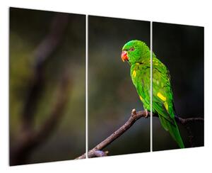 Obraz zeleného papouška (120x80cm)