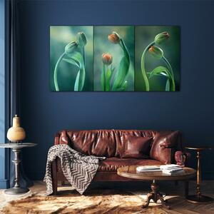 Obraz na skle Obraz na skle Květiny rostlin tulipány