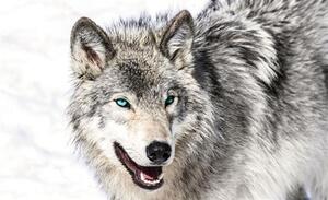 Vliesová fototapeta vlk s modrýma očima, rozměr 208 cm x 146 cm, fototapety 2940 VE XL, IMPOL TRADE