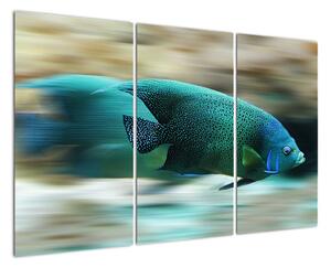 Obraz na stenu - ryby (120x80cm)