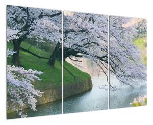 Obraz kvetoucích stromů (120x80cm)