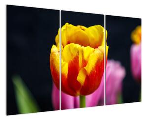 Obraz tulipánu (120x80cm)