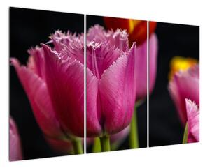 Tulipány - obrazy (120x80cm)