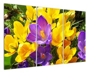 Obraz květiny (120x80cm)