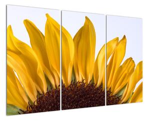 Obraz květu slunečnice (120x80cm)