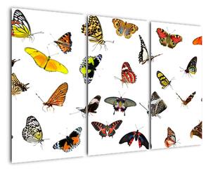 Obrazy motýlů (120x80cm)