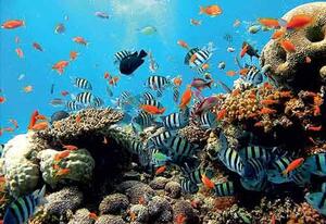 Fototapeta korálový útes, rozměr 254 cm x 184 cm, fototapety IMPOL TRADE 4-005