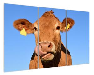 Obraz krávy (120x80cm)