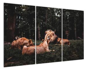 Obrazy - lvi v lese (120x80cm)