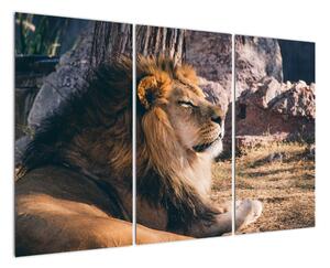 Obraz - ležící lev (120x80cm)