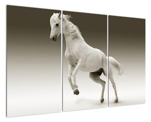 Obrazy bílého koně (120x80cm)