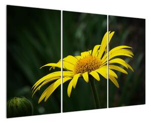 Obraz žlutého květu (120x80cm)