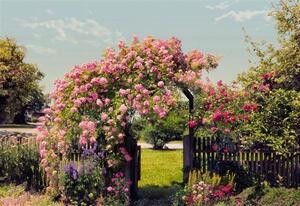 Fototapeta Rose Garden, rozměr 368 cm x 254 cm, fototapety KOMAR 8-936