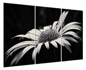 Černobílý obraz květu (120x80cm)