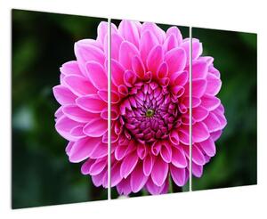 Obraz růžového květu (120x80cm)