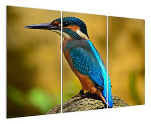 Obraz - barevný pták (120x80cm)