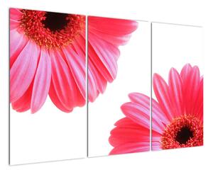 Obraz květin - astra (120x80cm)