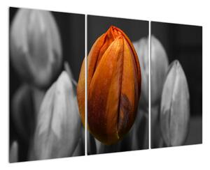 Oranžový tulipán mezi černobílými - obraz (120x80cm)
