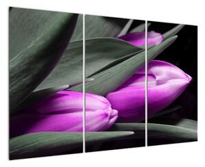Obraz fialových tulipánů (120x80cm)