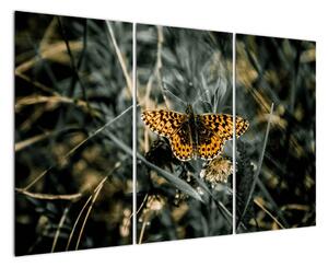 Obraz motýla (120x80cm)