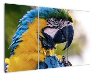 Obraz - papoušek (120x80cm)