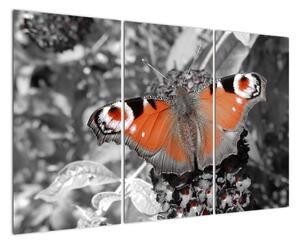 Oranžový motýl - obraz (120x80cm)
