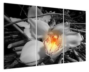 Květ na černobílém pozadí - moderní obraz (120x80cm)