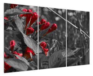 Červené květy - moderní obrazy (120x80cm)