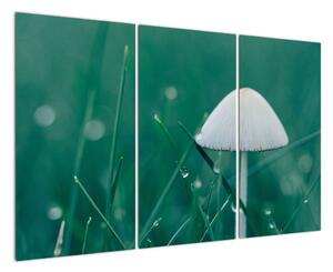 Obraz houby v trávě (120x80cm)