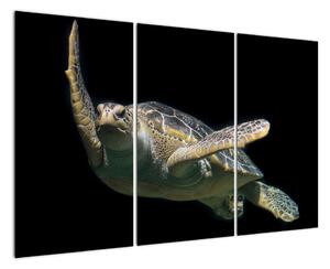 Obraz plovoucí želvy (120x80cm)