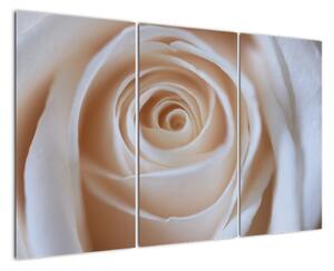 Obraz růže (120x80cm)
