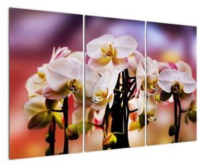 Obraz květy (120x80cm)