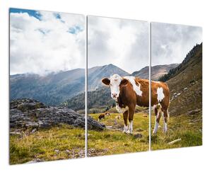 Obraz krávy na louce (120x80cm)