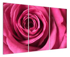 Obraz růžové růže (120x80cm)