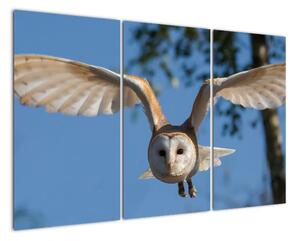 Obraz letící sovy (120x80cm)