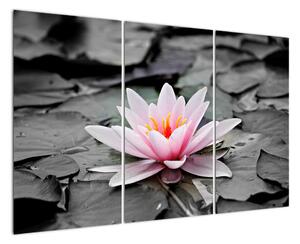 Obraz kvetoucího leknínu (120x80cm)