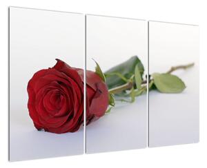 Obraz rudé růže (120x80cm)