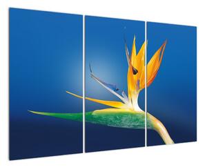 Obraz - detail květu (120x80cm)