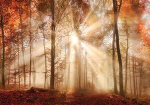 Vliesové fototapety, rozměr 152,5 cm x 104 cm, les na podzim, IMPOL TRADE 10471 VEL