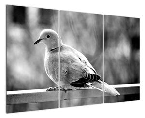 Černobílý obraz ptáka (120x80cm)