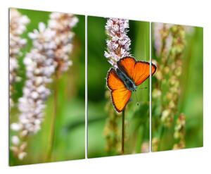 Moderní obraz motýla na louce (120x80cm)