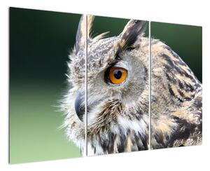 Vyhlížející sova - obraz (120x80cm)